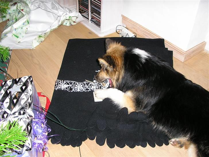 Islandsk fårehund zako - Jeg har selv fundet min gave under juletræet. billede 4