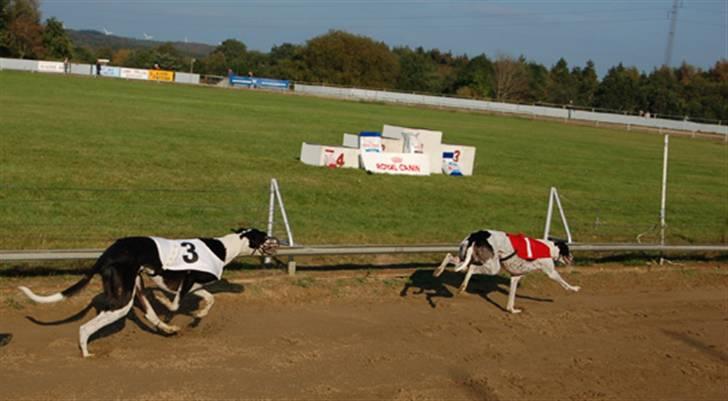 Greyhound Me Dog *2008* - Nu kommer jeg.... billede 5