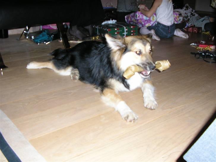 Islandsk fårehund zako - Jubii, det var et kødben julemanden har været med billede 5