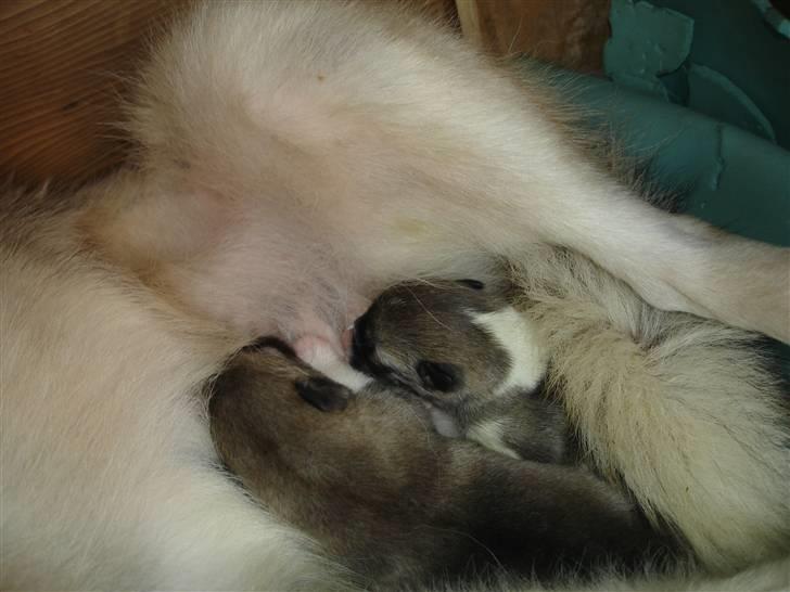 Grønlandshund malou - malou da hun næsten lige var blev født sammen med kamik billede 11