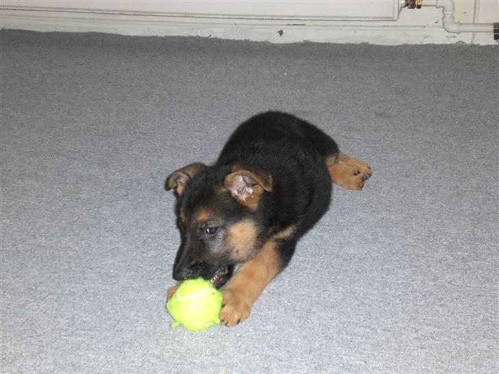 Schæferhund Neela *Himmelhund* - Neela og sin første bold! billede 2