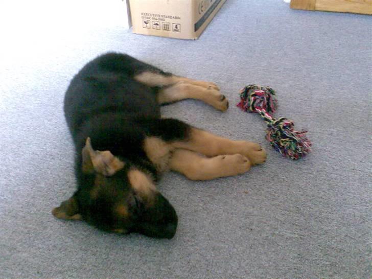 Schæferhund Neela *Himmelhund* billede 3