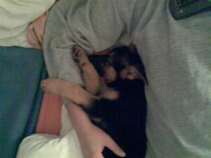 Schæferhund Neela *Himmelhund* billede 4