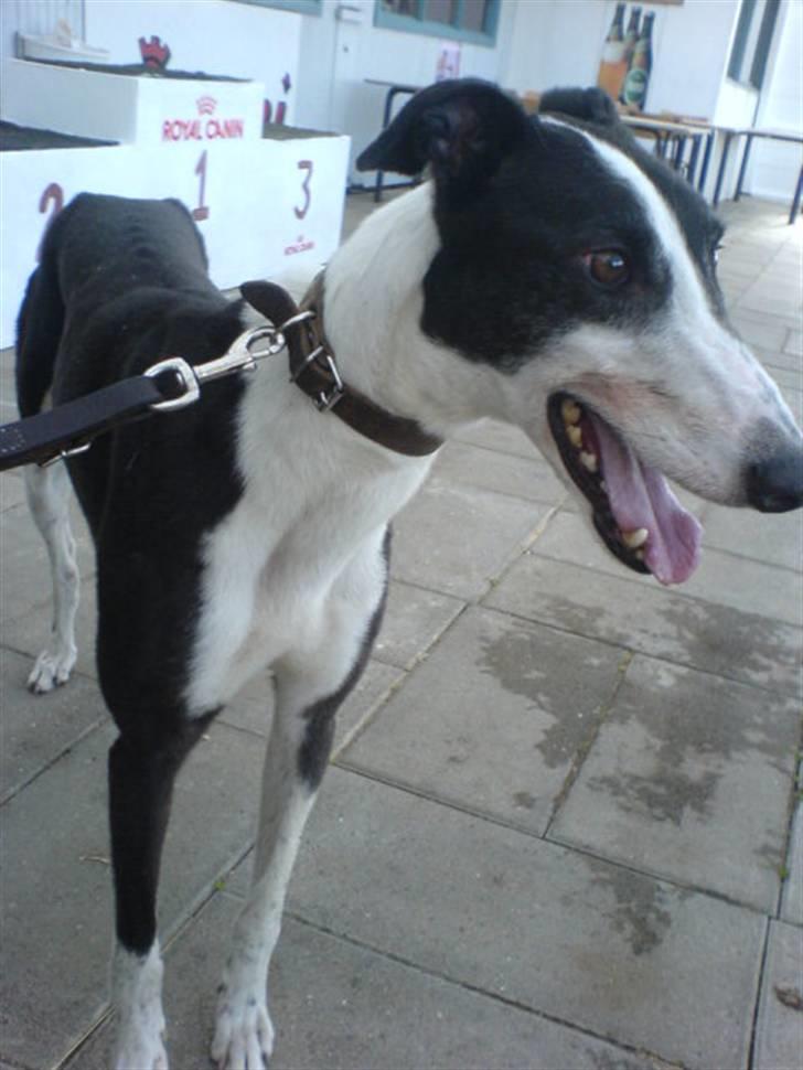 Greyhound Me Dog *2008* billede 6