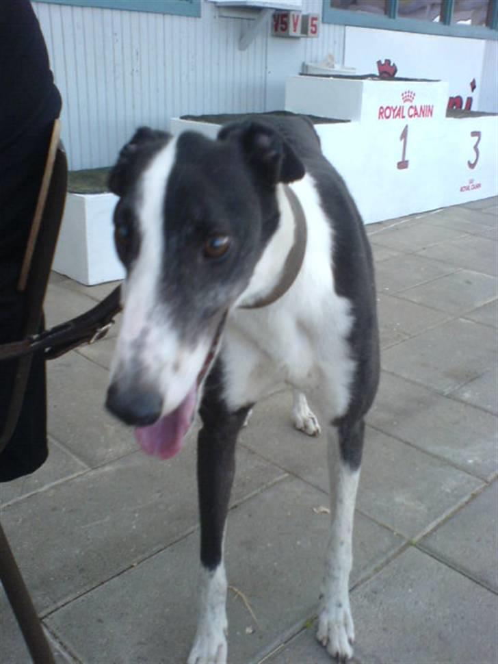 Greyhound Me Dog *2008* billede 7