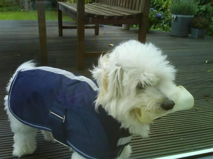 Bichon havanais Nephew - Det mit kødben ! billede 6