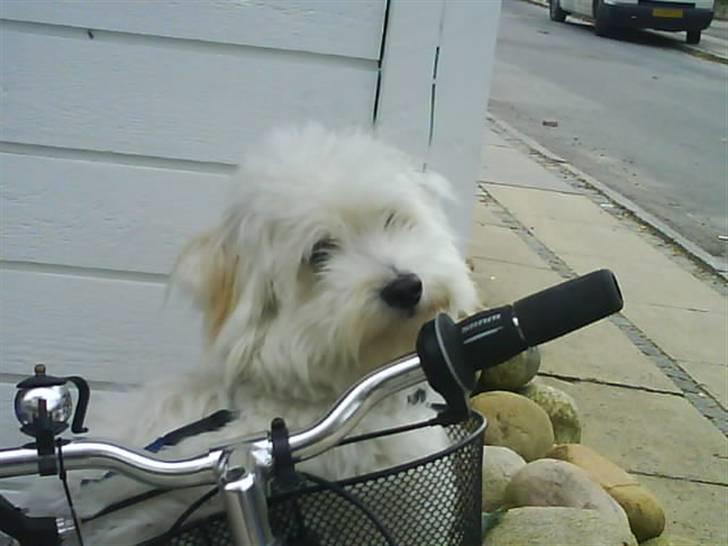 Bichon havanais Nephew - Go´ kurv(: -jeg føler mig helt høøj ! billede 7