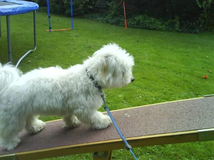 Bichon havanais Nephew - iiih´ vippen er skæg ! <3 (: billede 8