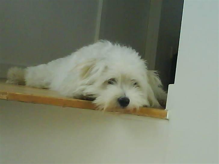 Bichon havanais Nephew - Det er dejligt at slappe af (:<3 billede 9