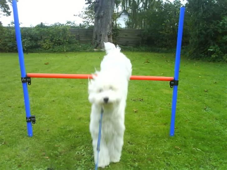 Bichon havanais Nephew - Jeg er for sej;D  ikke ? (undskyld kvaliteten :s ) billede 10