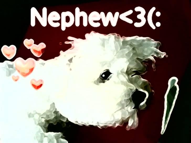 Bichon havanais Nephew -  Nephew i et maleri (: billede 12