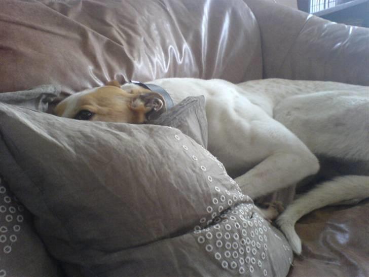 Greyhound Dead Nettle *2008* - Du kan ikke se mig :) billede 7