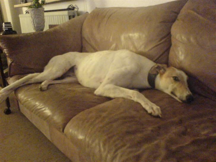 Greyhound Dead Nettle *2008* billede 8