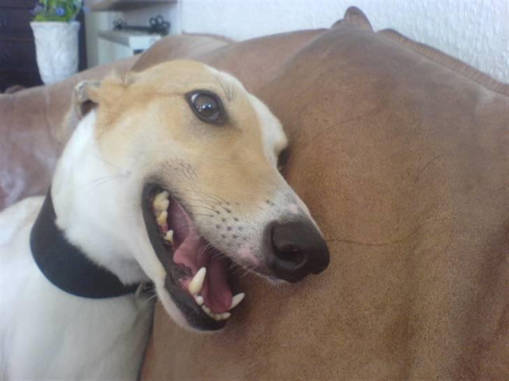 Greyhound Dead Nettle *2008* billede 9