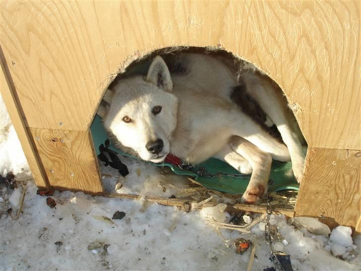 Grønlandshund malou - malou´s mor billede 12