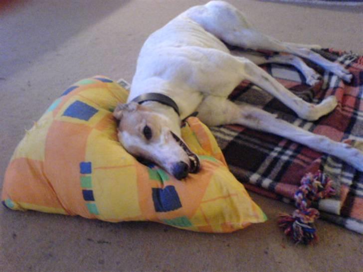 Greyhound Dead Nettle *2008* billede 10