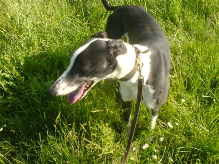 Greyhound Me Dog *2008* - Ude i det grønne billede 8