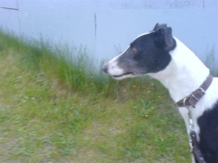 Greyhound Me Dog *2008* billede 9