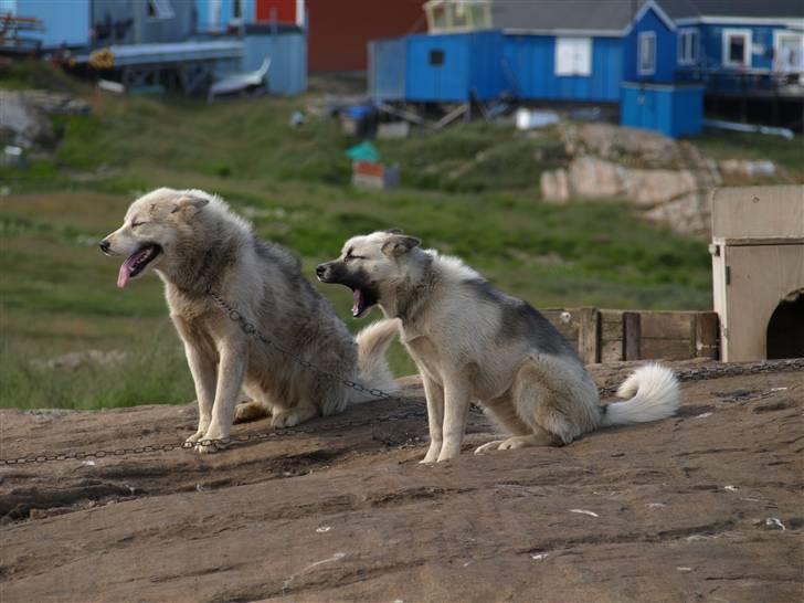 Grønlandshund malou - malou og tor billede 13