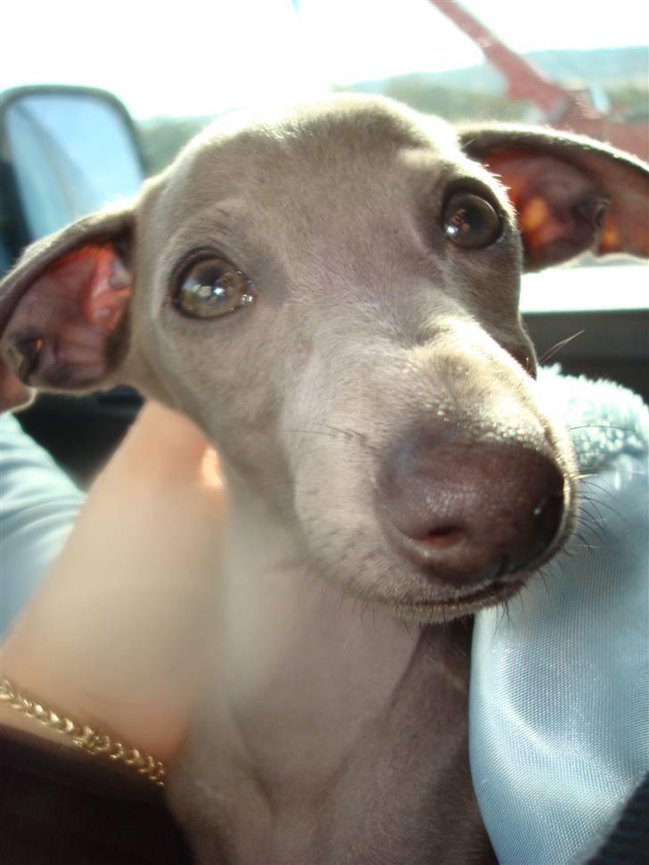 Italiensk mynde Fergie - På vej hjem fra Norge billede 1