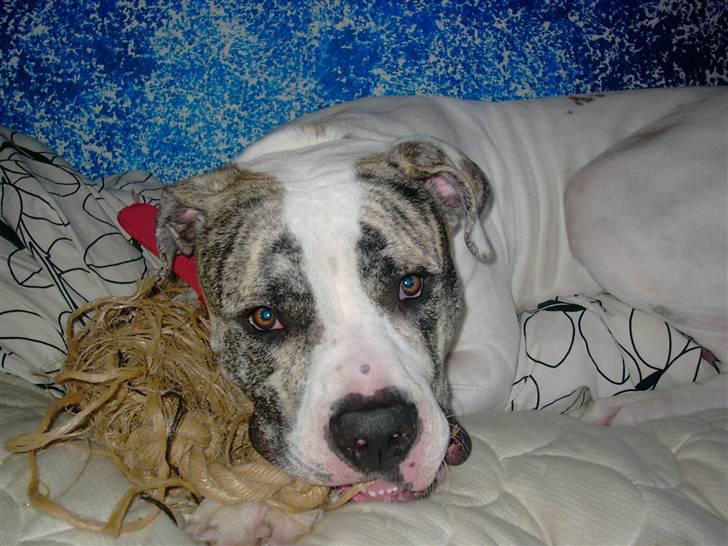 Amerikansk bulldog Odin R.I.P billede 10