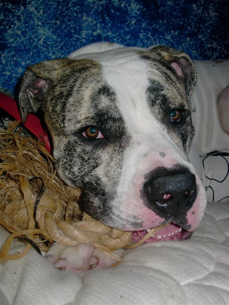 Amerikansk bulldog Odin R.I.P billede 11