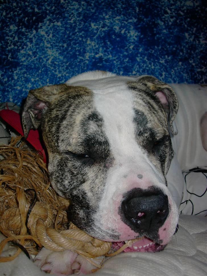 Amerikansk bulldog Odin R.I.P billede 12