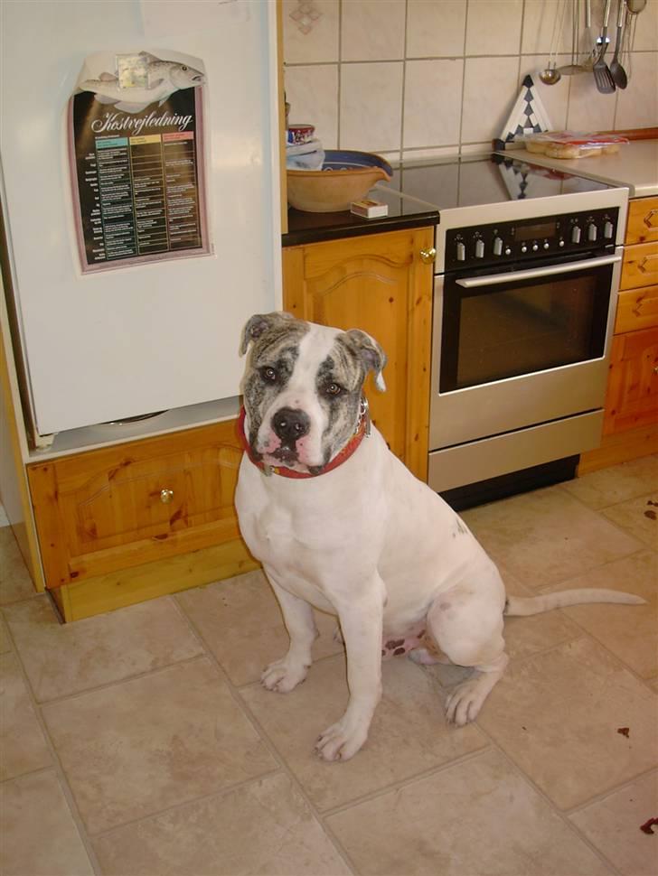 Amerikansk bulldog Odin R.I.P billede 13