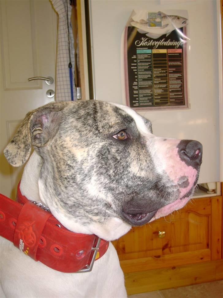 Amerikansk bulldog Odin R.I.P billede 14