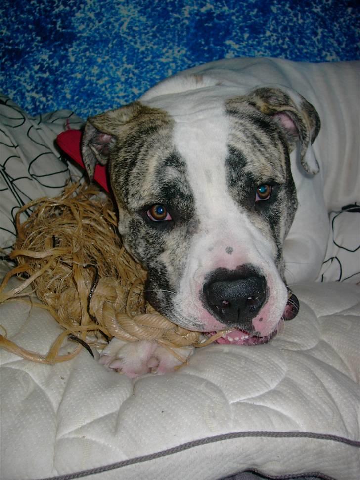 Amerikansk bulldog Odin R.I.P billede 15