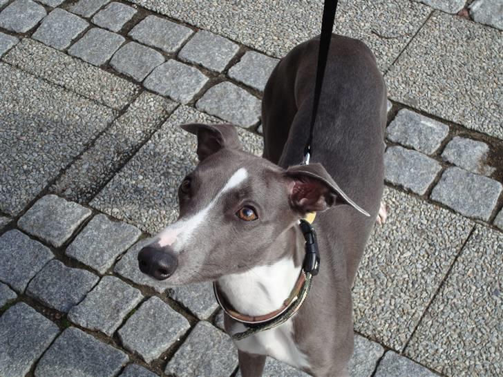 Whippet Ninja - Ninja 1 år på tur til Fredericia billede 11