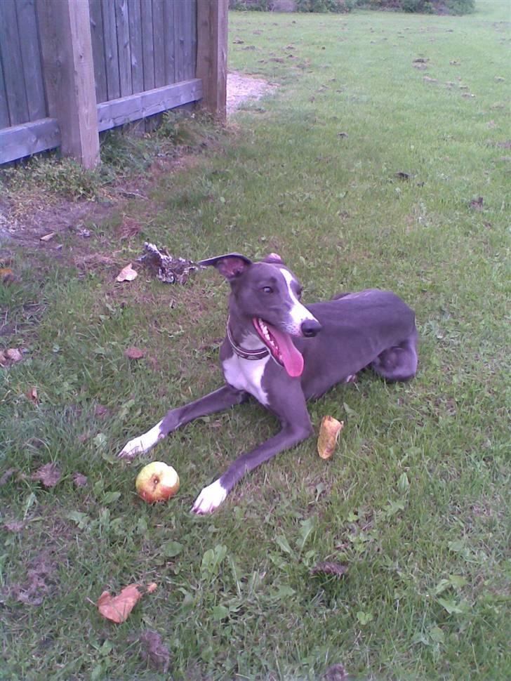 Whippet Ninja - Ninja efter legetid med Mira billede 12