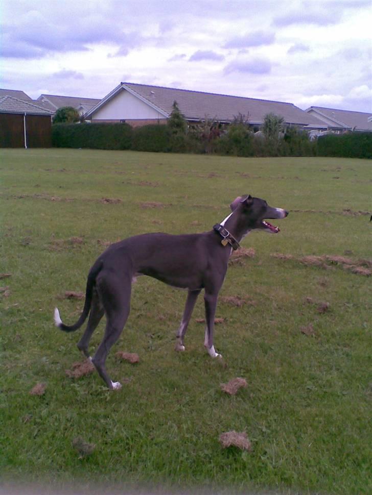 Whippet Ninja - Ninja 1 år spejder efter legekammerater billede 13