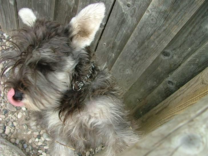 Dvaergschnauzer Solimans A Taste Of Honey billede 14