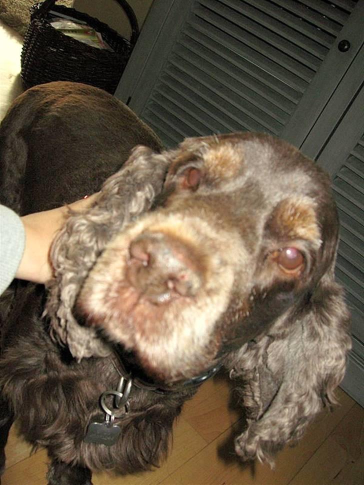 Cocker spaniel Coco - Heey med dig..  billede 5