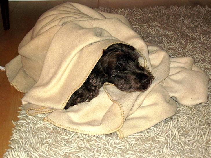 Cocker spaniel Coco - Coco som ligger og slapper af sammen med dens "legetæppe" billede 7