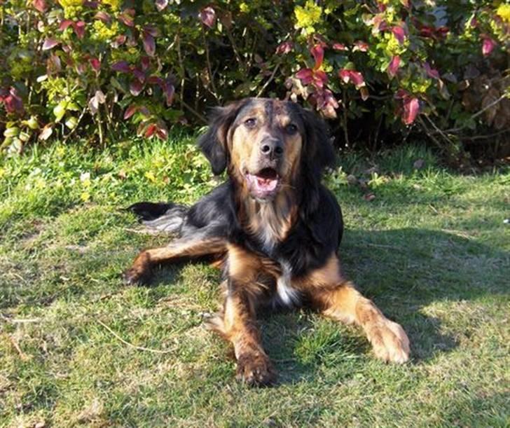 Blanding af racer Luna billede 7