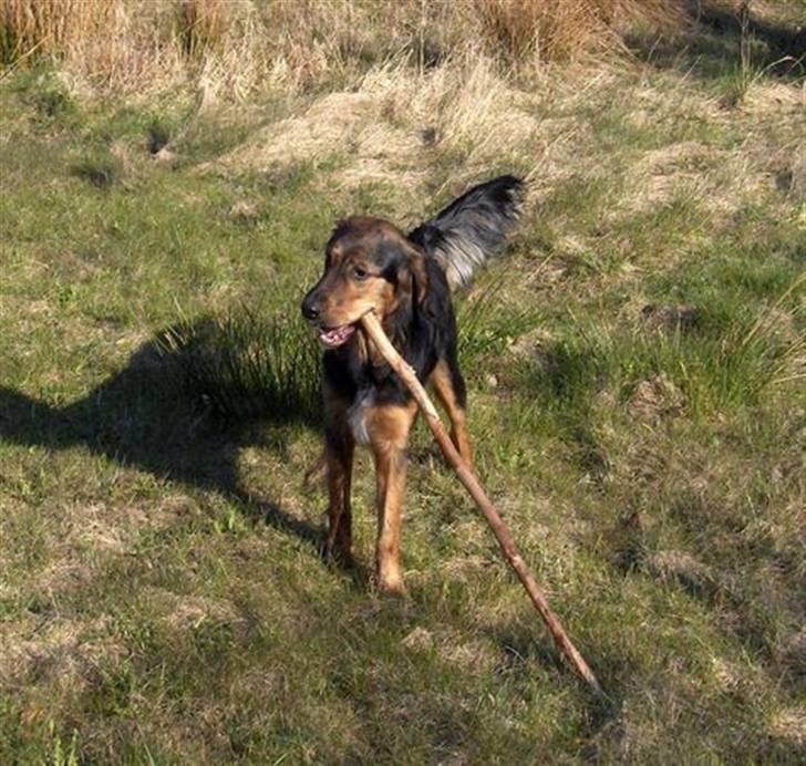 Blanding af racer Luna billede 8