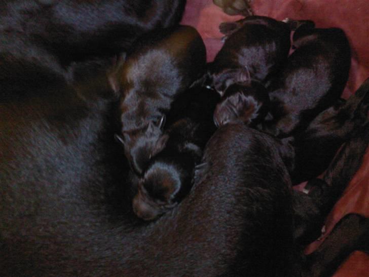 Xoloitzcuintle Mia - Hedehusets Kahlua billede 18