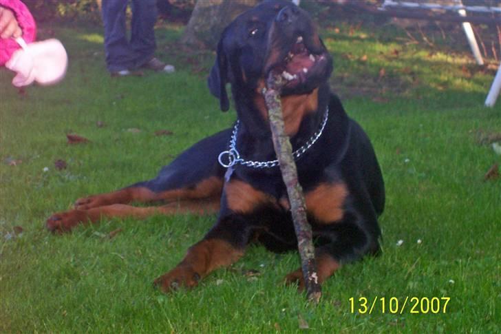 Rottweiler kato= Moars basse - dejligt at ligge med en pind ;O) billede 13