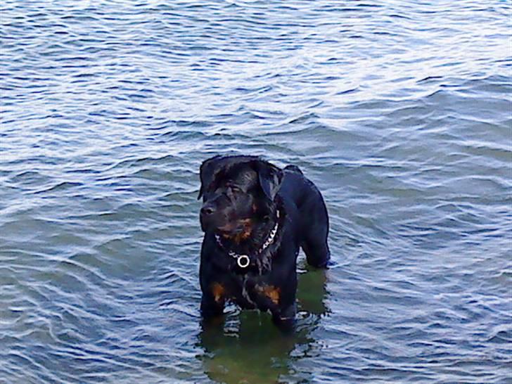 Rottweiler kato= Moars basse - Kato på stranden billede 14
