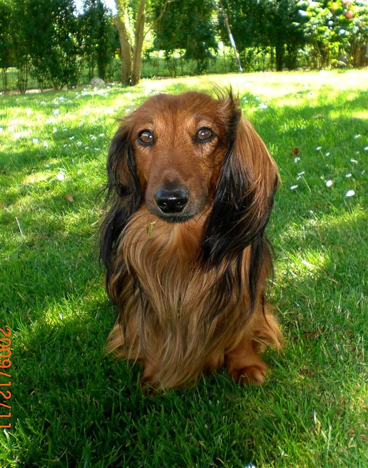 Dværggravhund Oskar - Velkommen til Oskars profil. :) billede 1