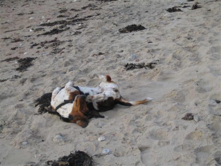 Basset hound Berta - RIP - Det er dejligt at rulle sig i sandet! billede 17