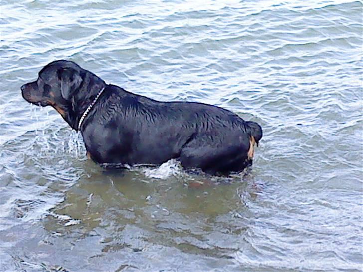 Rottweiler kato= Moars basse - Hmm noget spændene længer henne :-) billede 15