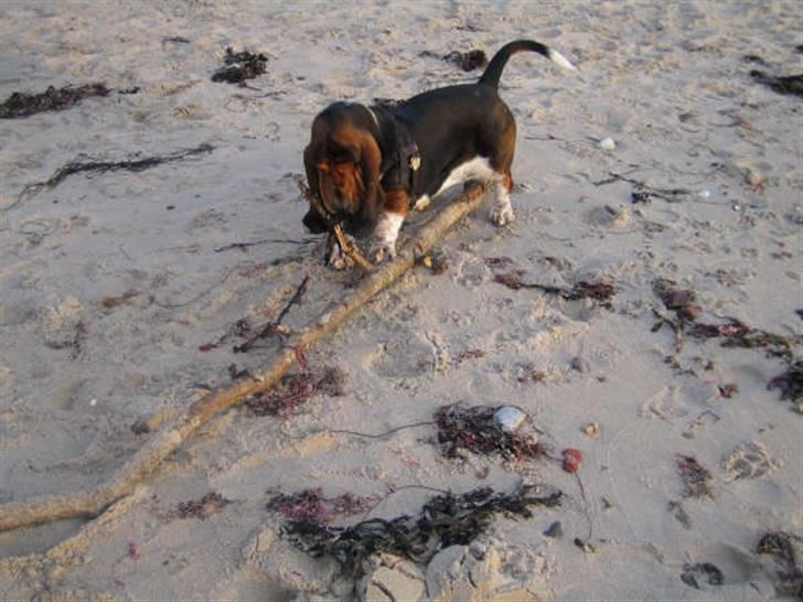 Basset hound Berta - RIP - Se lige en flot pind jeg har fundet.. skal vi lege apport? billede 18