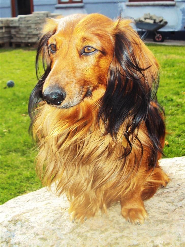 Dværggravhund Oskar billede 2