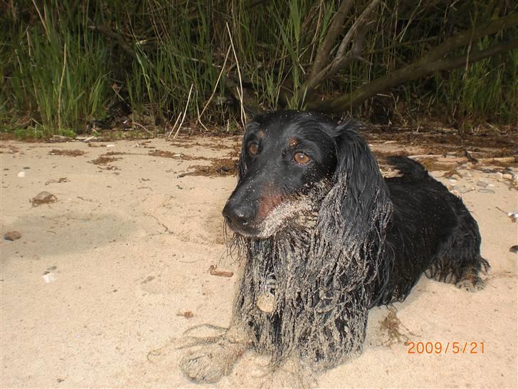 Gravhund Sigurd - Det er ikke nemt at holde sig fri for sand når man er på stranden. Sådan ser Sigurd ud hver gang han er på stranden. Han elsker det. Det første han gør er at spurte ud i vandet og så  op at rulle sig i sandet. billede 2