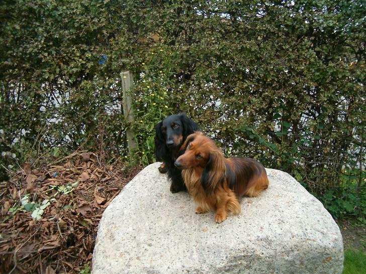 Gravhund Sigurd - Far og søn. billede 3