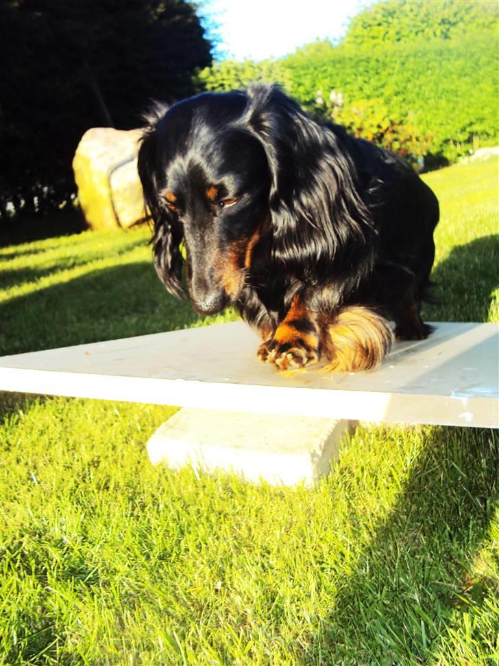 Gravhund Sigurd - Sigurd på en hjemmelavet vippe. Han var ikke helt tryg ved den i starten, men det tog ikke lang tid inden han fandt ud af det. billede 4