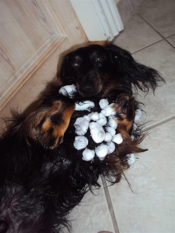 Gravhund Sigurd - Is kan smelte sne kan tø, men vores venskab vil aldrig dø. :)  billede 5